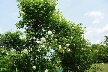 青空と白い薔薇のアーチ