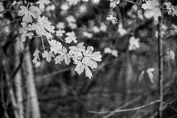 Beautiful green leaves of an oak tree in the nature. Slovakia