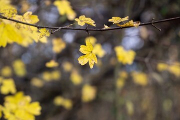 Beautiful green leaves of an oak tree in the nature. Slovakia