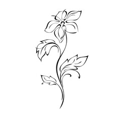 ornament 1207. blooming flower with large petals on the stem with leaves in black lines on a white background