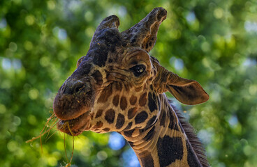 Obraz premium portrait of a giraffe in the city zoo