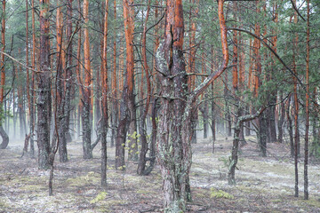 Pine forest after rain. Fog. Haze. Blurred background. Selective focus.