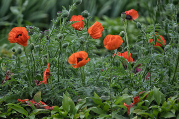 red poppies in the field
