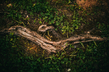 magic forest, roots and branches,background
