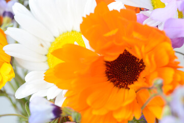 marigold between colorful wildflowers in nature