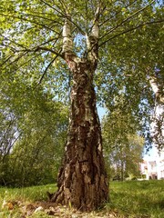 Leaves of the green birch tree. Slovakia