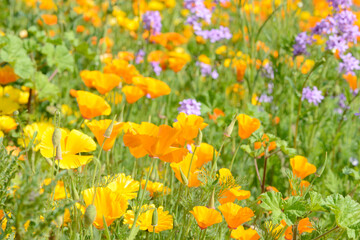 Eschscholzia californica poppy in front of flower field in the nature