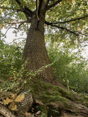 Fototapeta premium Beautiful green leaves of an oak tree in the nature. Slovakia