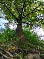 Beautiful green leaves of an oak tree in the nature. Slovakia
