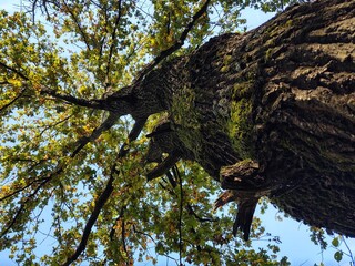 Beautiful green leaves of an oak tree in the nature. Slovakia