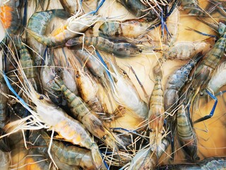 Photos of shrimp soaked in ice In the market selling fresh food from the sea Local market in Thailand.