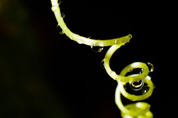 Delicate swirl of green plant with water drops on black background