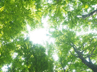 光りにあふれた新緑の森