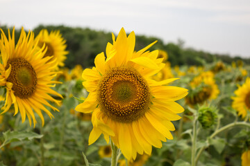 Fototapeta premium Close-up of long yellow petals of a blooming sunflower against the background of a field with sunflowers.