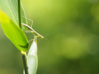 草にとまるカマキリの子供