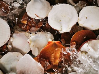 Photos of Scallops in ice In the market selling fresh food from the sea Local market in Thailand.