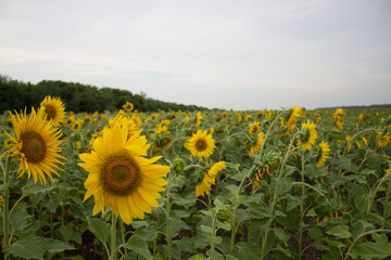 A large field of sunflowers in summer. Sunflowers for seeds and oil.