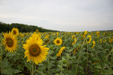 Fototapeta premium A large field of sunflowers in summer. Sunflowers for seeds and oil.