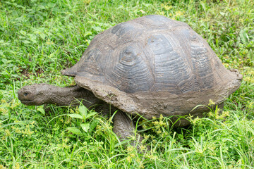 Galápagos giant tortoise walking grass