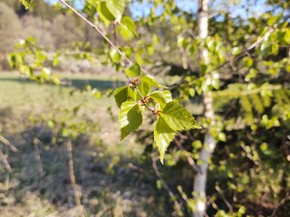 Leaves of the green birch tree. Slovakia