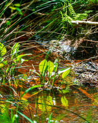 stream in the forest