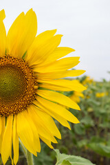 Naklejka premium Close-up of long yellow petals of a blooming sunflower against the background of a field with sunflowers.