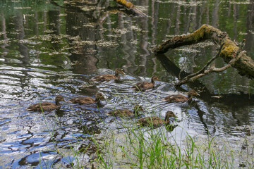 Cute duck babies are swimming in nature reserve briese swamp (Briesetal) in federal state Brandenburg