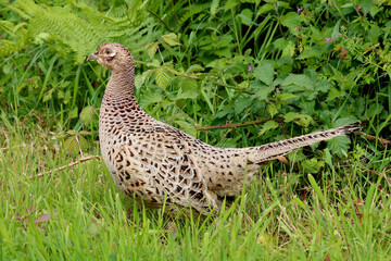 A female Pheasant in a natural sunlit setting. Scientific name Phasianus colchicus.