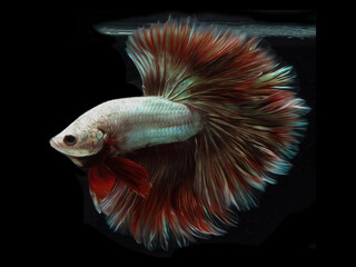 oil paint  siames fighting fish..betta splendens fish.and black background.