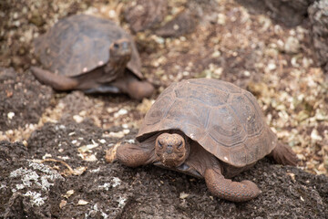 Giant Galapagos turtles tortoise walking