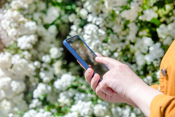 A girl writes in a smartphone against a background of white flowers