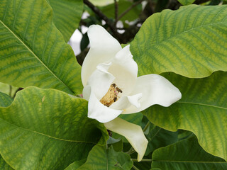 (Magnolia macrophylla) Gros plan sur une grande fleur ouverte du magnolia à grandes feuilles aux...