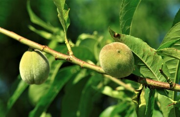 Obraz premium 日が当たっている梅 