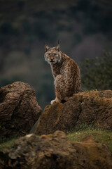Lince Boreal