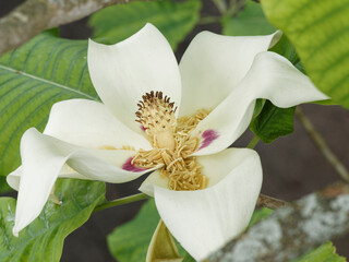 Magnolia macrophylla | Gros plan sur Grande fleur blanc crème ouverte au coeur pourpré du...
