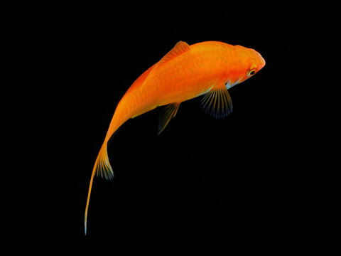 oil paint moonfish and black background.