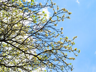 spring in city - bottom view of branches of old cherry tree with white blossoms and blue sky with white clouds on background on sunny day