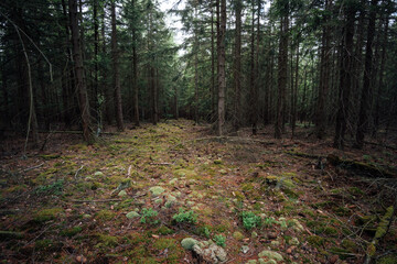 Fototapeta premium Naturwald im Nationalpark Ilsenburg