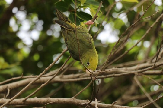 The barred parakeet Bolborhynchus lineola , also known as lineolated parakeet, Catherine parakeet or linnies for short perched on tree in deep forest