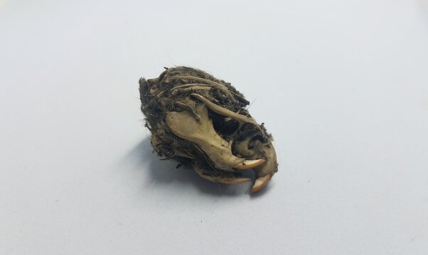 Rat Skull And Teeth And Black Hair From Owl Pellet On White Background