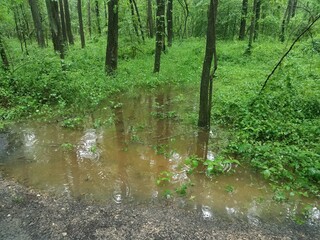 large rain puddle in the forest