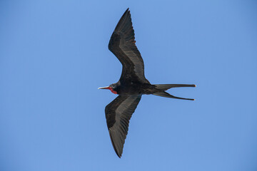 Frigate bird Galapagos black flying