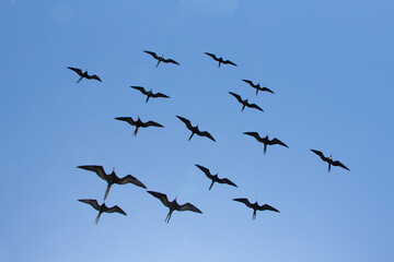 Frigate bird Galapagos black flying - obrazy, fototapety, plakaty