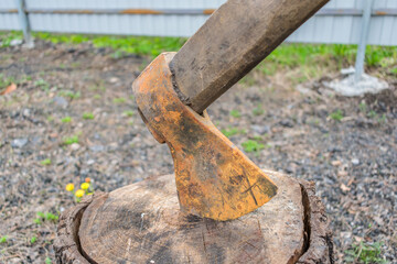 A rusty ax is stuck in an old rotten stump. Work with agricultural tools