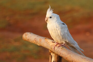 The cockatiel (Nymphicus hollandicus), also known as weiro bird, or quarrion, is a small parrot...