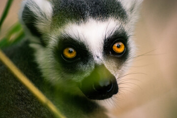 Ring-tailed lemur Portrait (lemur catta)