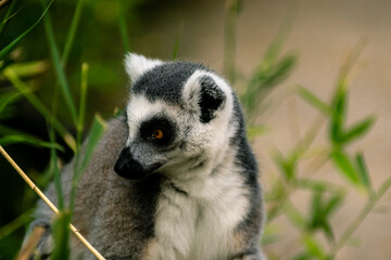 Ring-tailed lemur Portrait (lemur catta)