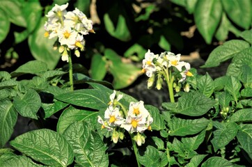 ジャガイモの花が咲く　