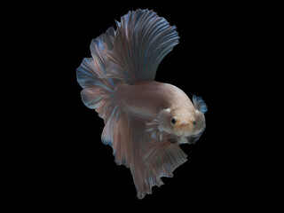 oil paint  siames fighting fish..betta splendens fish.and black background.