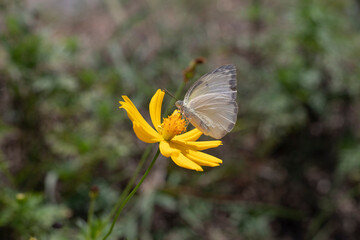 butterfly on yellow flower